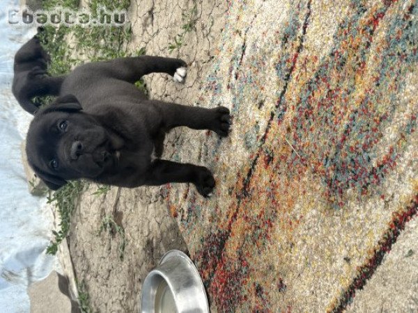 Cane corso