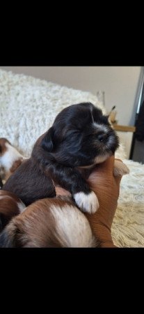 Shih-tzu