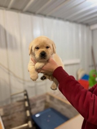 Labradoodle