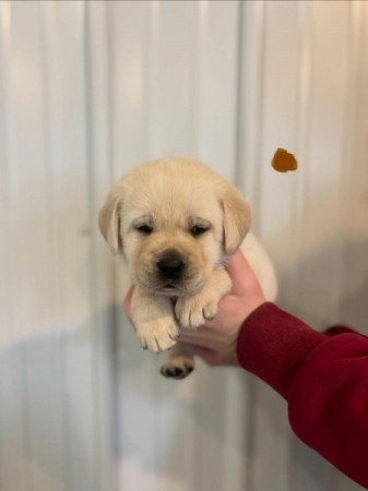 Labradoodle