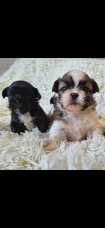 Shih-tzu