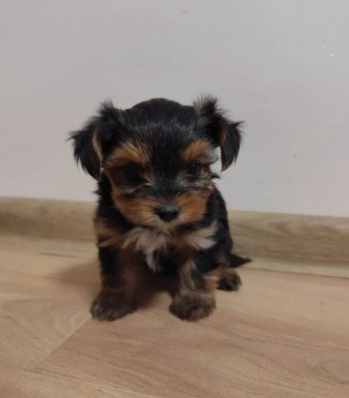 Yorkshire terrier