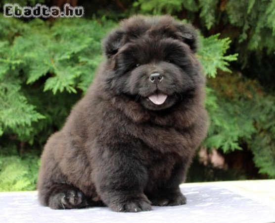 Törzskönyves, minőségi chow chow  kiskutyák eladók