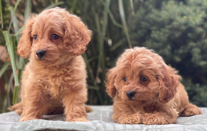 Cavapoo