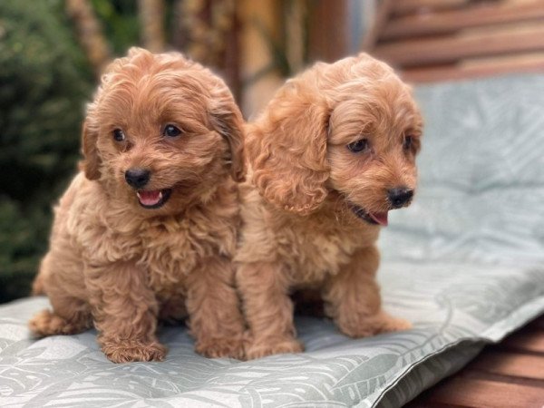 Cavapoo