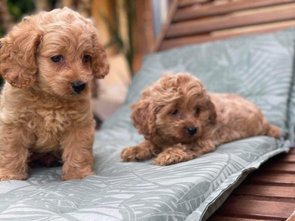 Cavapoo