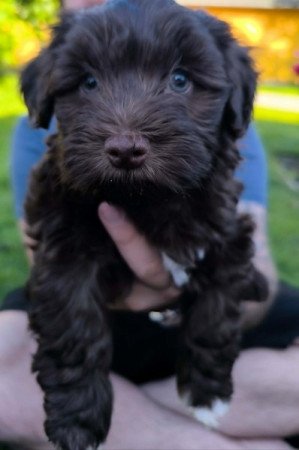 Bichon havanese