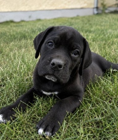 Cane Corso