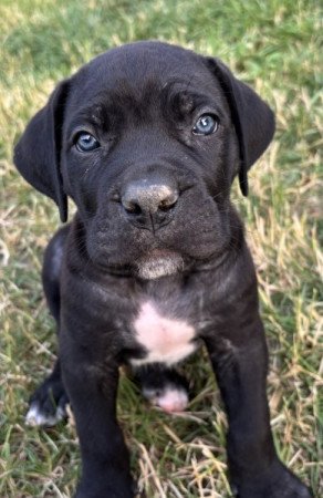 Cane Corso