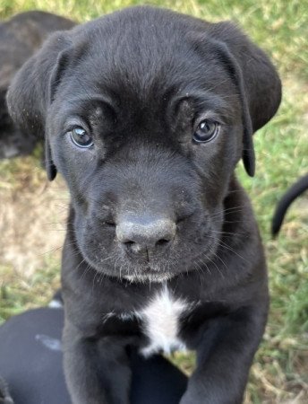 Cane Corso