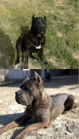 Cane Corso