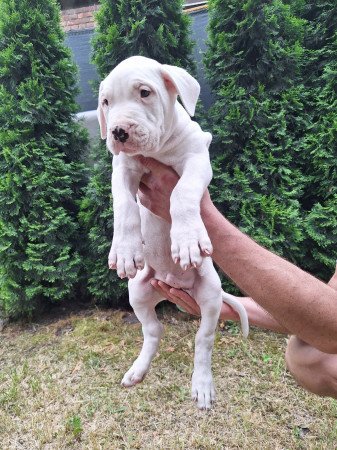 Argentindog kiskutyák