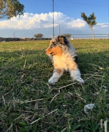 Australian Shepherd