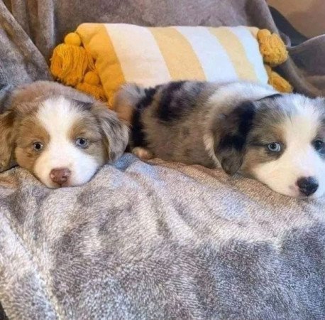 Australian Shepherd