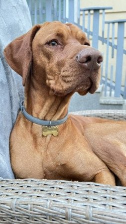 Magyar vizsla