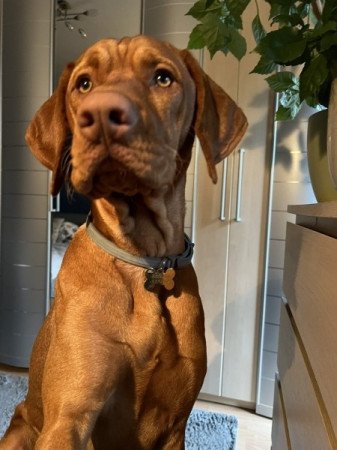 Magyar vizsla