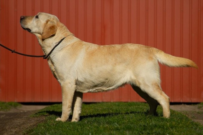 Labrador