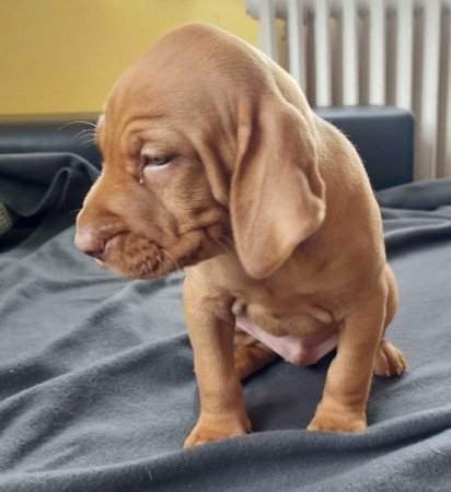 Magyar vizsla