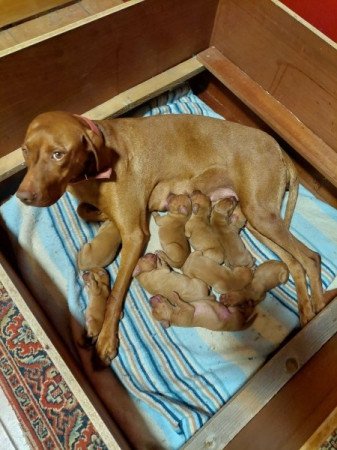 Magyar vizsla