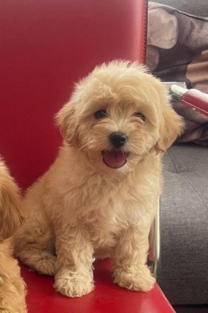Maltipoo