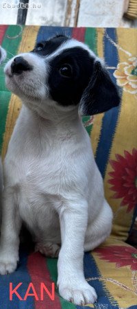Eladó Jack Russel terrier jellegű kiskutya