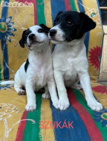Eladó Jack Russel terrier jellegű kiskutya