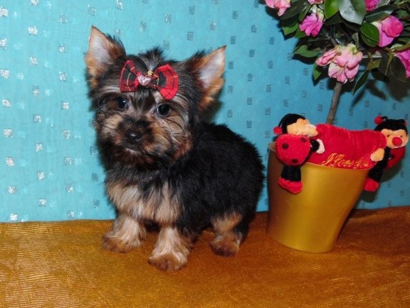 Yorkshire Terrier, Yorki