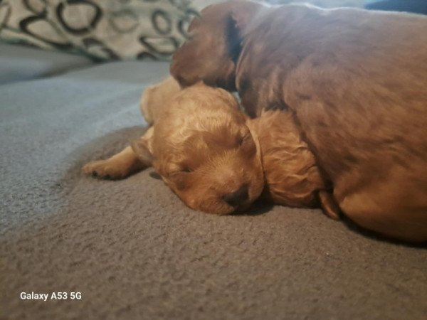 Máltai+uszkár=Maltipoo havanese bichon