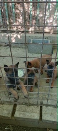Malinois