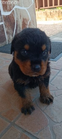 Rottweiler kan kiskutya eladó