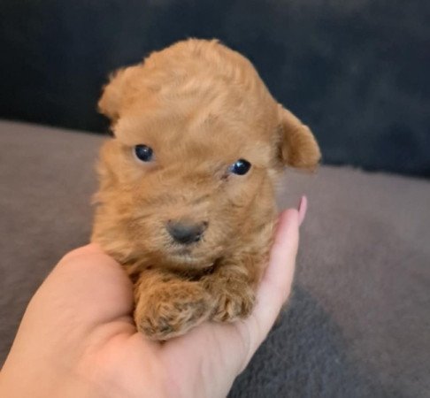 Máltai+uszkár=Maltipoo havanese bichon