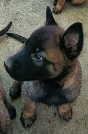 Malinois