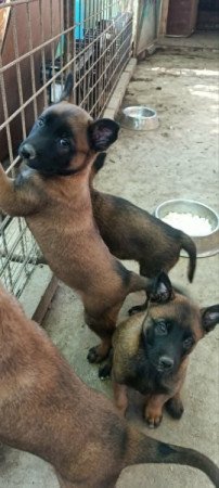 Malinois