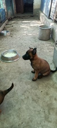 Malinois