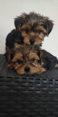 Yorkshire terrier