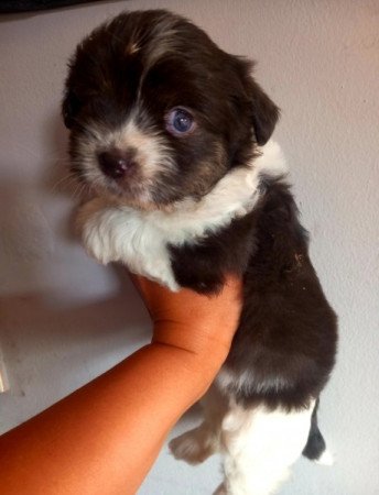Bichon Havanese