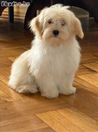 Bichon havanese kiskutyàk