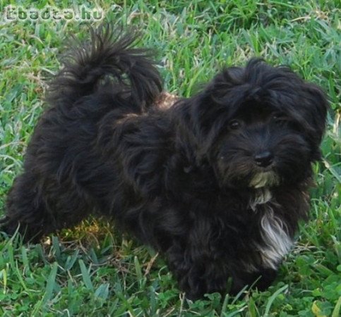 Bichon havanese kiskutyàk