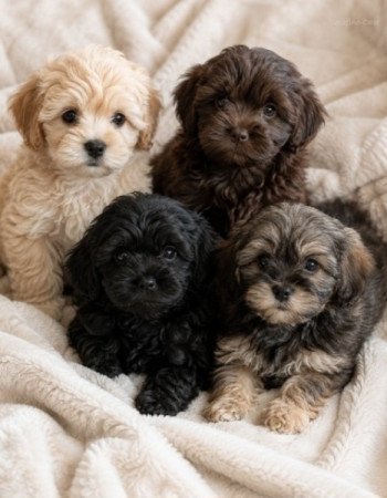 Bichon havanese