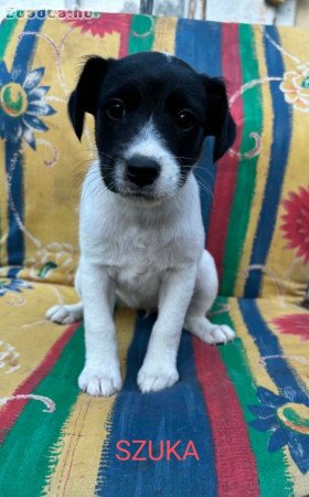 Eladó Jack Russel terrier jellegű kiskutya