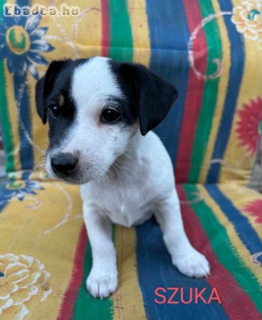 Eladó Jack Russel terrier jellegű kiskutya