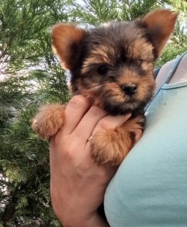 Yorkshire terrier