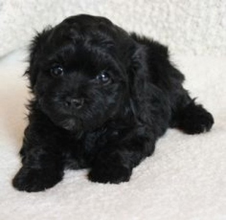 Bichon havanese