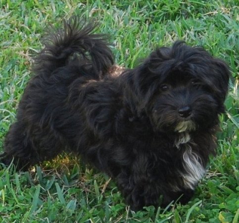 Bichon havanese