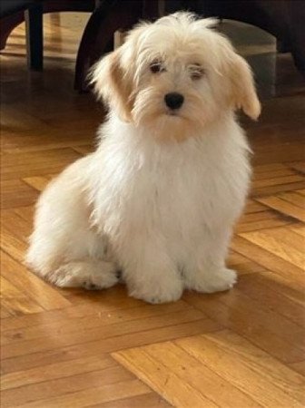 Bichon havanese