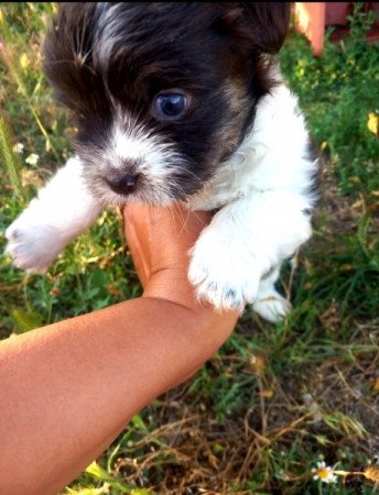 Bichon Havanese