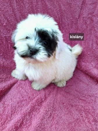 Bichon havanese