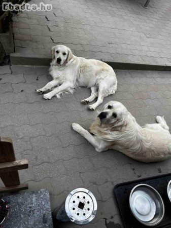 Golden Retriever kölykök
