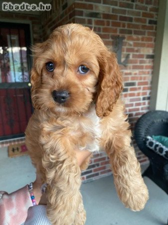 Cavapoo kölykök
