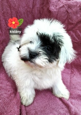 Bichon havanese
